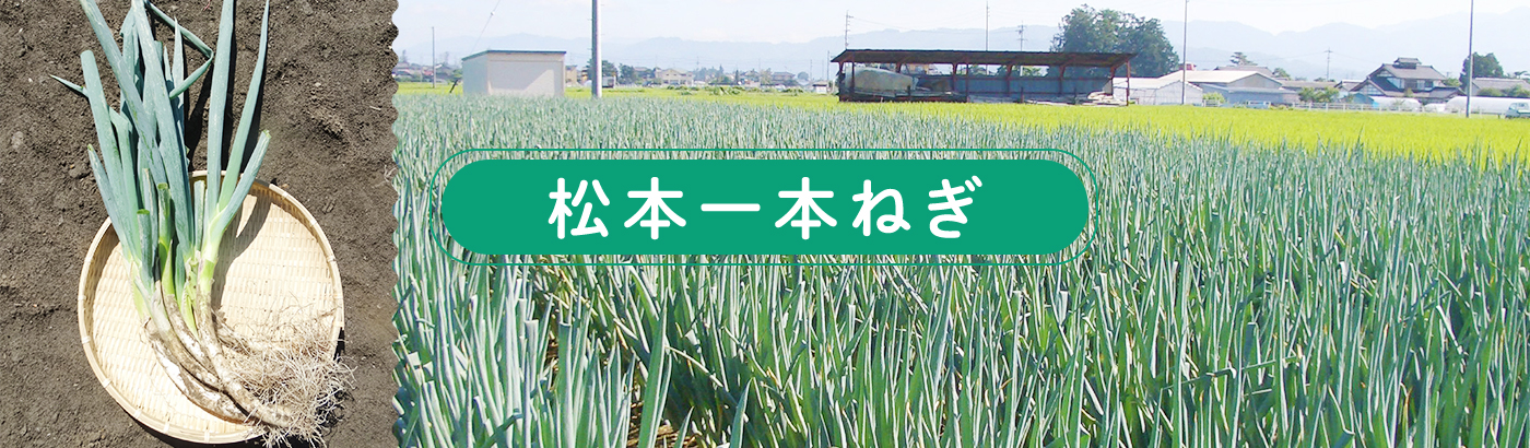 画像:松本一本ねぎ