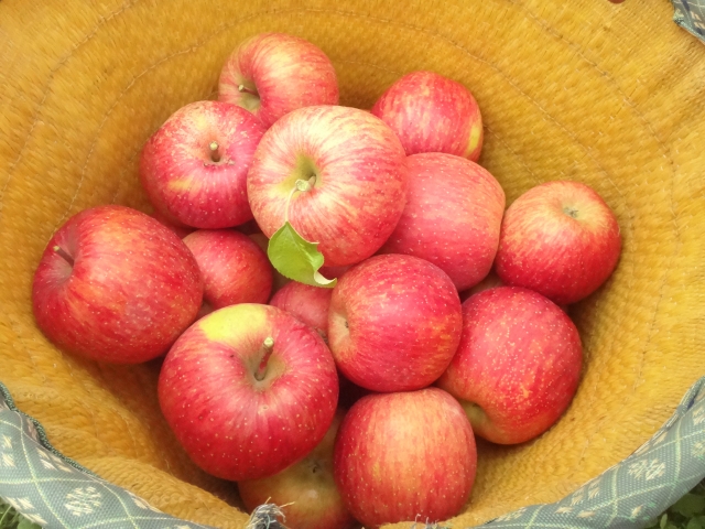 画像：りんご
