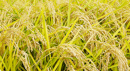画像：稲のイメージ