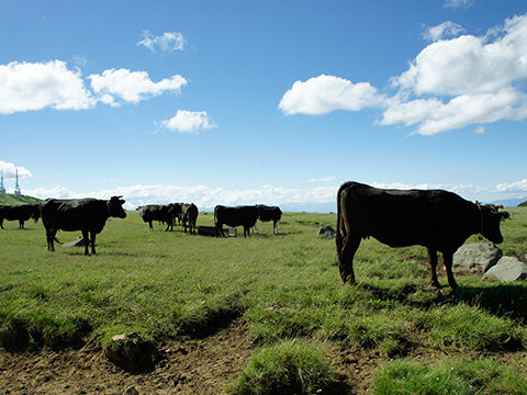 牛肉（信州和牛）：写真１