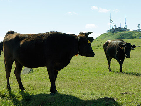 牛肉（信州和牛）：写真２