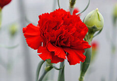 carnation_red-thumb-230xauto-1432.jpg