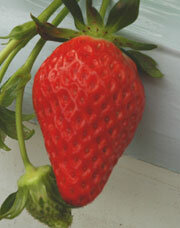 0602_strawberry.jpg