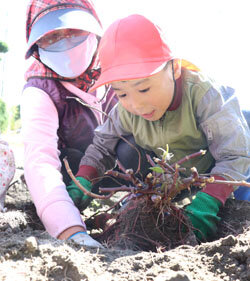 園児に農業の楽しさを伝える