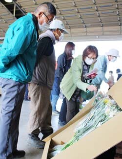 アルストロメリア目揃会開催 出荷規格の統一を図る