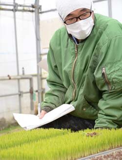 苗代現地指導会を開催 適切な管理で健苗の生産を