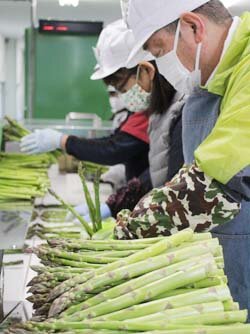 旬の味をお届け　アスパラガスが出荷最盛期を迎える