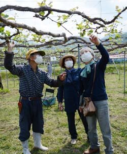 ぶどうオーナー園が開園　農家の苦労と収穫の喜びを体験