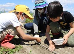 神林親子夢あわせ農園で作業　元気に育つよう願いを込めて