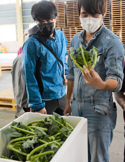 野菜部会が洋菜類の目揃会を開催　目揃で出荷規格の統一を