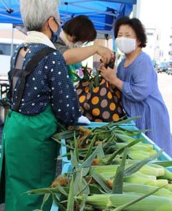 「勇気野菜館」で「もろこしまつり」を開催　朝採りの新鮮なトウモロコシをお届け