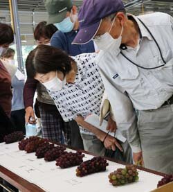 露地デラウェア目揃会　ブランドの維持にむけ品質徹底を確認