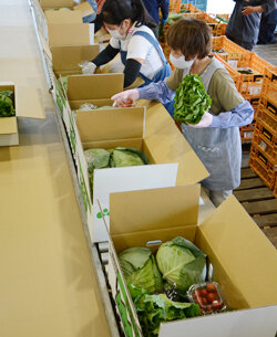 朝日野菜BOX発送　農産物のおいしさを知ってほしい