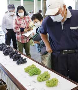 大粒種ブドウ目揃会　規格に沿った出荷を確認