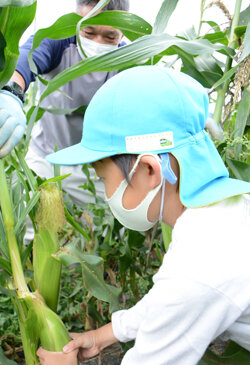 島立支所協同活動、夢中になって収穫