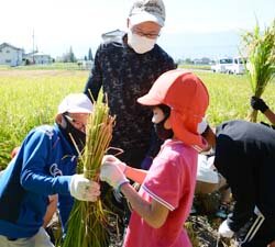 青年部員らが活動支援　鎌を片手に稲刈りに挑戦！