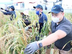 女性部波田支部がキビを収穫　JA役職員との交流の場として定着へ