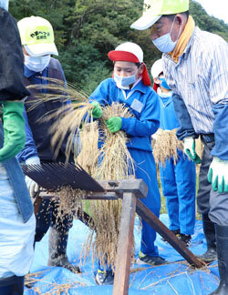 児童が昔ながらの脱穀作業を体験　農家の苦労・食の大切さを学ぶ