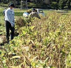エゴマを収穫　遊休荒廃地を復活