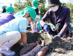 「ふれあい農園」でサツマイモ収穫　収穫の喜び感じてほしい