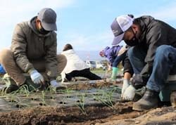 青年部塩尻支部がタマネギを定植　「玉ねぎ収穫祭り」の開催めざす