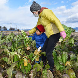 体験型農園で野沢菜を収穫　遊休農地を活用