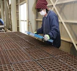 レタス類の播種作業がスタート　連日続く低気温　ハウスの温度管理徹底