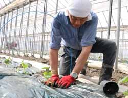 キュウリの定植最盛期を迎える　苗の生育順調