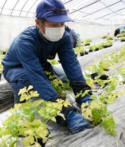 セルリーの定植が最盛期　丁寧に作業すすめる