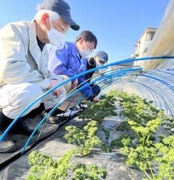 気候変動に対応した対策を　パセリほ場巡回