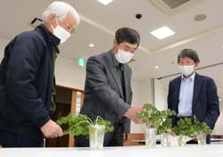 パセリ目揃会を開催　ブランド確立に向け出荷規格を再確認