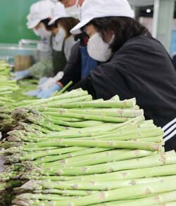 旬の味をお届け　アスパラガスの出荷本格化