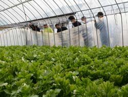 今年の生育も順調　セルリーほ場巡回を実施