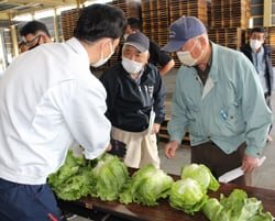 高品質なレタス出揃う　レタス類目揃会