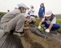 農に触れる機会を大事に　島立小学校3年児童キュウリ定植