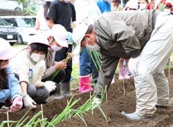 地域の味を伝えて20年　並柳小学校松本一本ねぎ定植