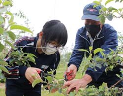 地元中学生が摘果作業をお手伝い　農業のやりがいを実感
