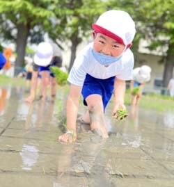 児童たちが農を学ぶ　島立小学校5年生田植え
