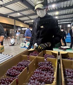 ハウスブドウ出荷スタート　松本ハイランドフルーツの出荷開始