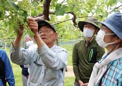 山清路ぶどうのファンづくりを　生坂支所夢あわせ農園