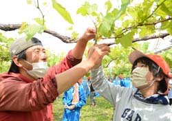 農業をこころざす期待を込めて　山辺小学校ブドウ栽培指導