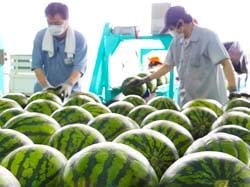 猛暑を吹き飛ばすシャリ感　露地すいか出荷スタート