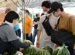 今年も夏の主役を求めて　すいか村オープン