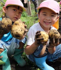 バケツいっぱいにとれたよ！　保育園児にじゃがいも収穫体験