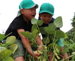 土と触れ合う機会を　年長園児が枝豆収穫体験
