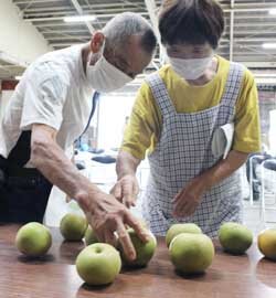 「幸水」生育は順調　適期収穫を呼びかけ