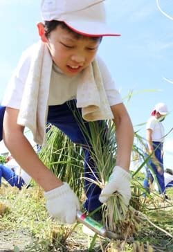 実りの秋に感謝の気持ちを　5年生児童が稲刈り体験