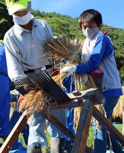 昔ながらの農具を使って脱穀作業体験　食の大切さ知ってほしい