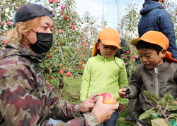 手描きの絵柄がくっきり　絵入りリンゴ収穫に笑顔