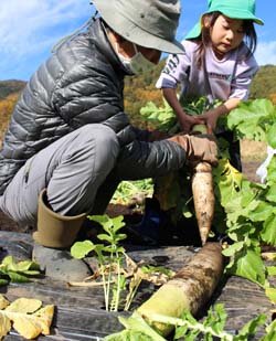 大きなダイコンとれたよ！　収穫体験に笑顔